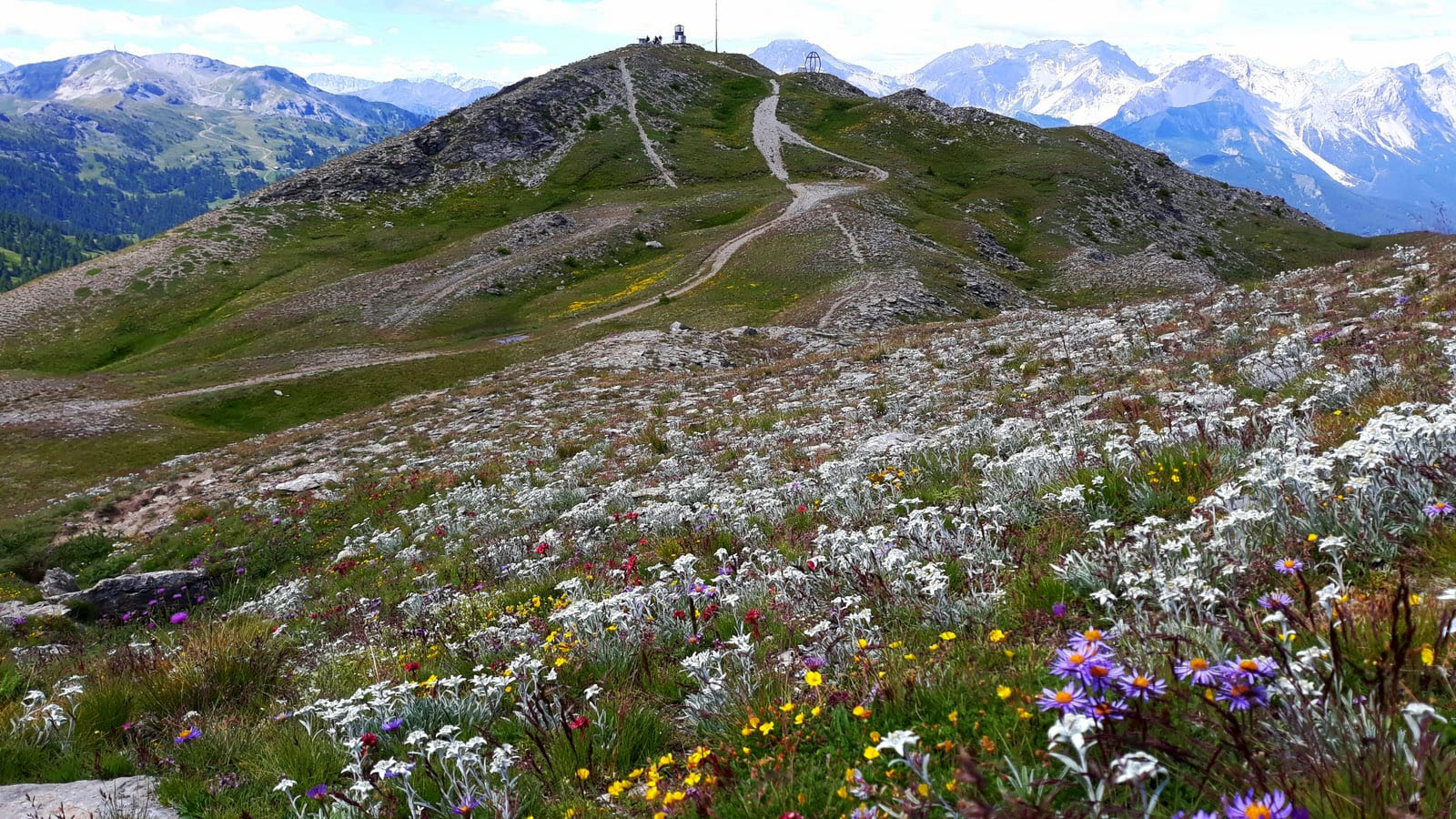 Lo splendido giardino del Monte Genevris (Antonio Dalla Valle)